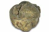 Wide Enrolled Morocops Trilobite - Morocco #323188-2